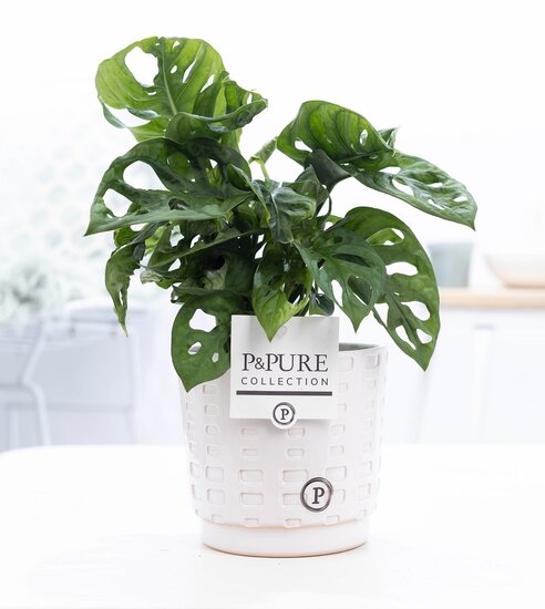 Monstera obliqua met P&PURE Collection bloempot Floor wit
