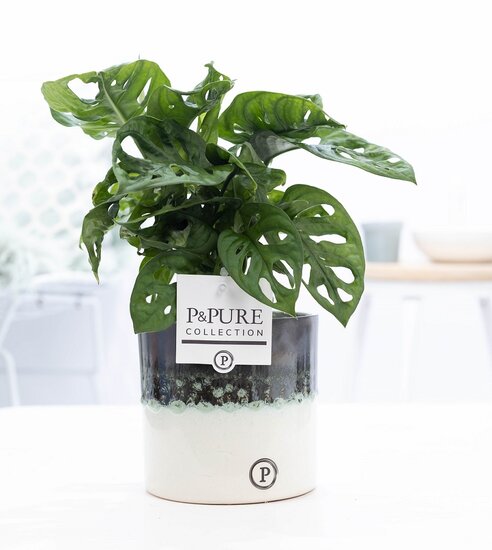 Monstera obliqua met P&PURE Collection bloempot Illusion