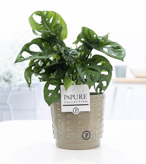 Monstera obliqua met P&PURE Collection bloempot Floor groen