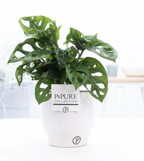 Monstera obliqua met P&PURE Collection bloempot Eline wit
