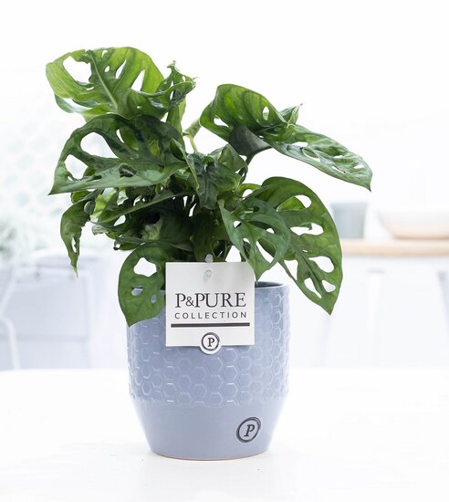 Monstera obliqua met P&PURE Collection bloempot Eline grijs