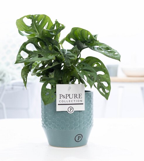 Monstera obliqua met P&PURE Collection bloempot Eline groen