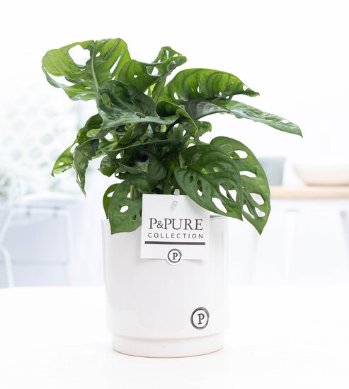 Monstera obliqua met P&PURE Collection bloempot Juliette wit
