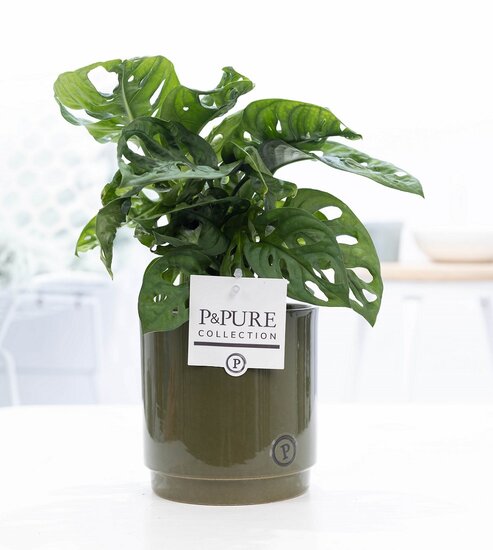 Monstera obliqua met P&PURE Collection bloempot Juliette groen