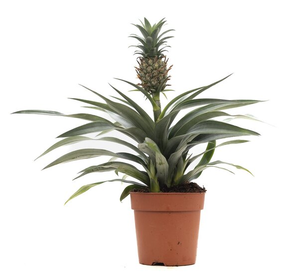 Ananas Mi Amigo
