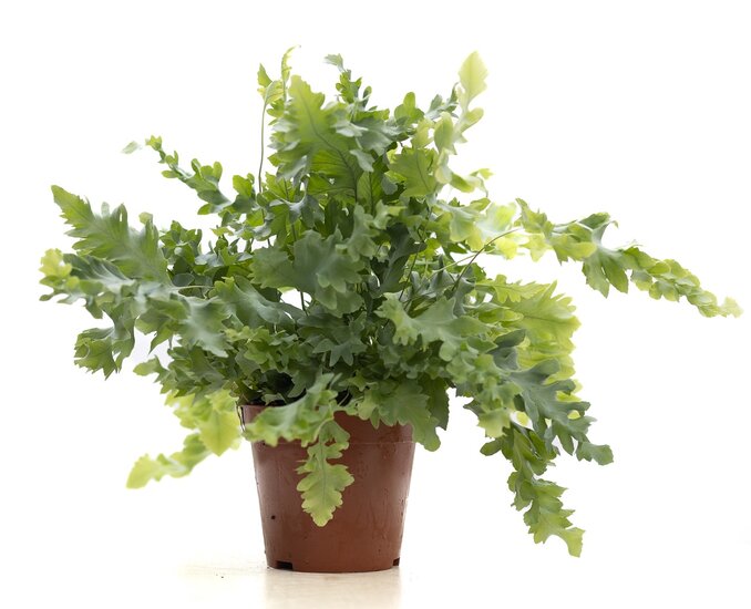 Phlebodium Davana
