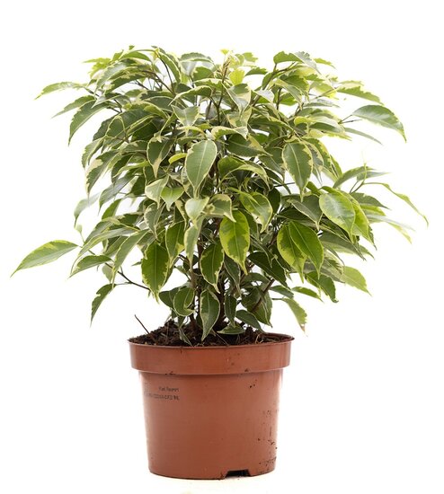 ficus benjaminia kinky