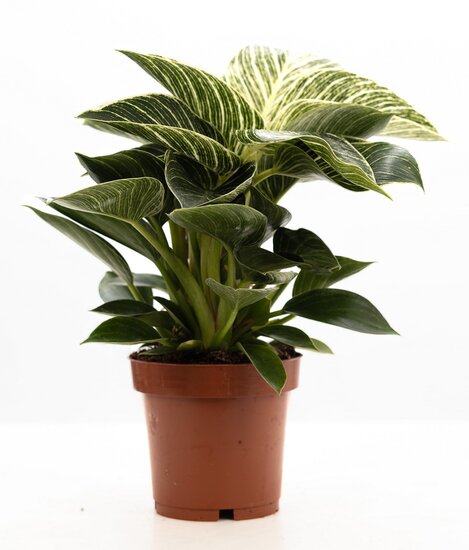 Philodendron White Wave