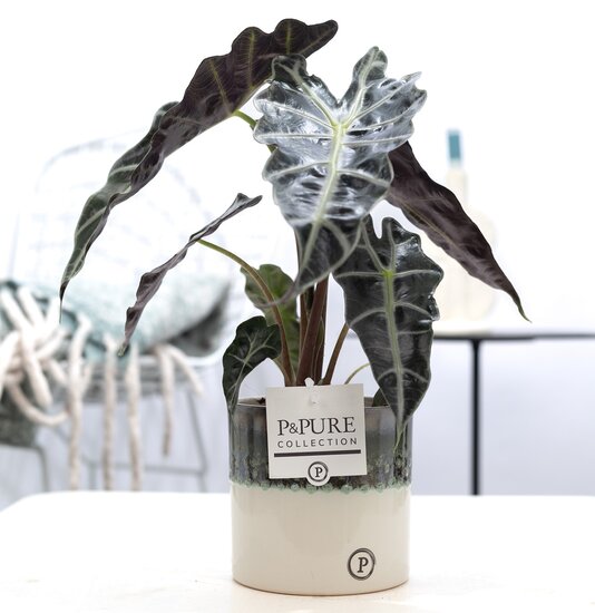 Alocasia in pot Illusion
