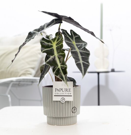 Alocasia met P&PURE Collection bloempot Ivy grijs/groen