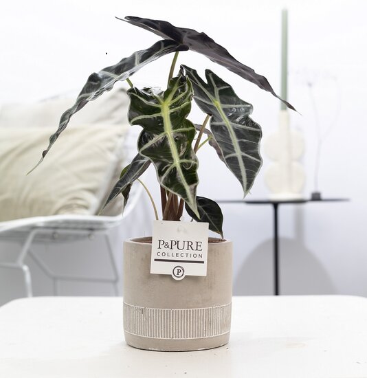 Alocasia met P&PURE Collection bloempot Jade