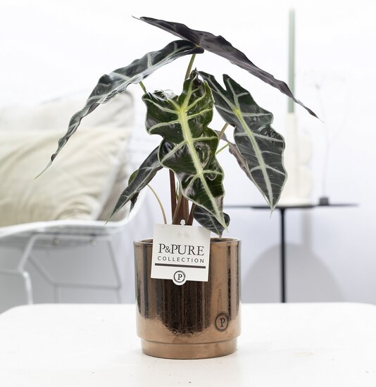 Alocasia met P&PURE Collection bloempot Juliette goudbrons