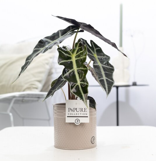 Alocasia in pot Louise zink taupe