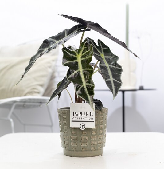 Alocasia in pot Floor groen