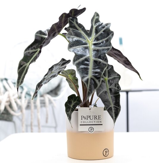 Alocasia met P&PURE Collection bloempot Rosy