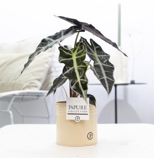Alocasia in pot Louise zink creme