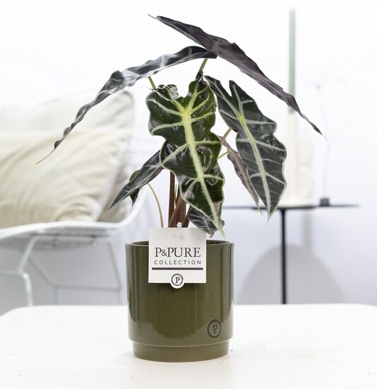 Alocasia incl. pot Juliette groen