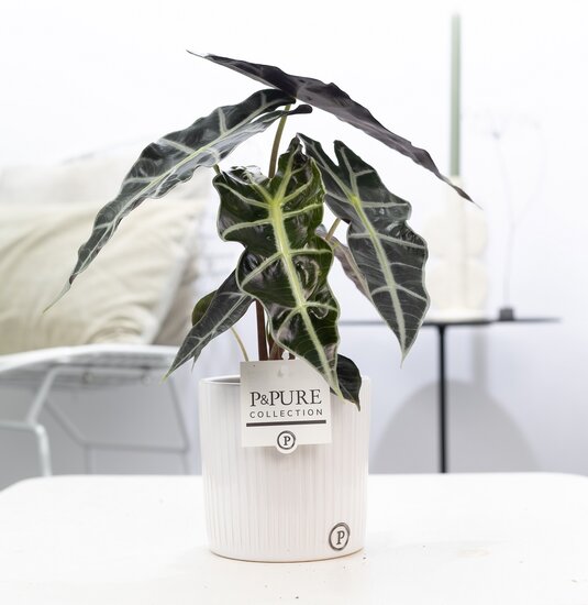 Alocasia in pot Sophie wit