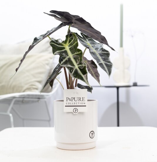 Alocasia in pot Juliette wit