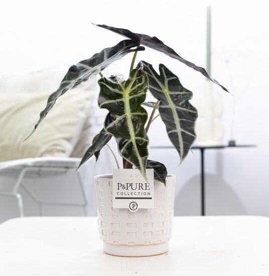 Alocasia in pot Floor wit