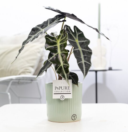 Alocasia in pot Sophie groen