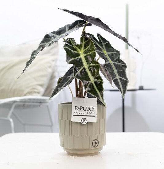 Alocasia in pot Tess grijs