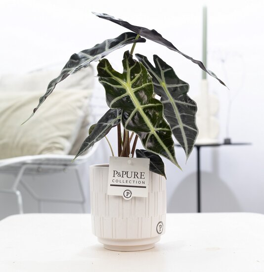 Alocasia in pot Tess wit