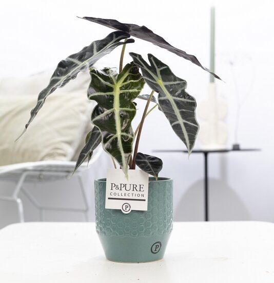 Alocasia in pot Eline grijs