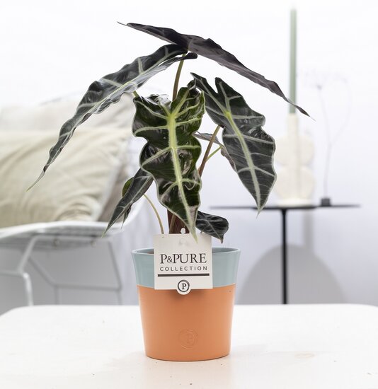 Alocasia in pot Terra Cotta blauw