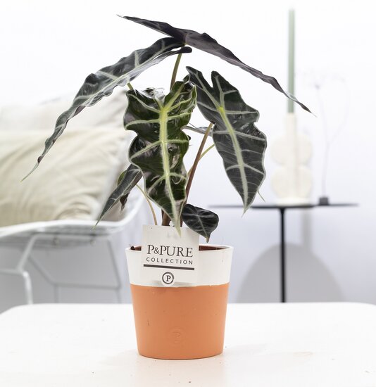 Alocasia in pot Terra Cotta wit