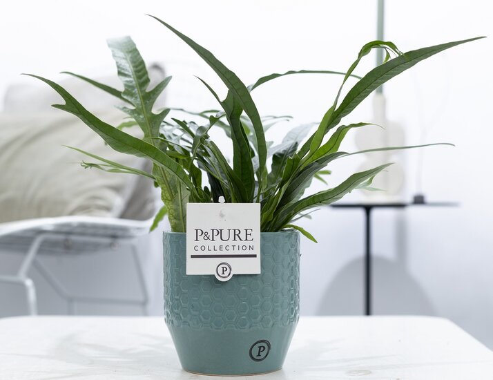 Aglaomorpha Jim met P&PURE Collection bloempot Eline groen