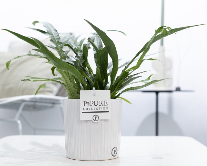 Aglaomorpha jim met P&PURE Collection bloempot Sophie wit