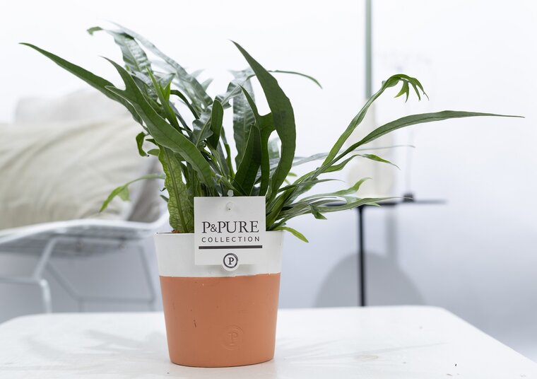 Aglaomorpha jim met P&PURE Collection bloempot Terra Cotta wit voor binnen kopen? online - Plantshopper