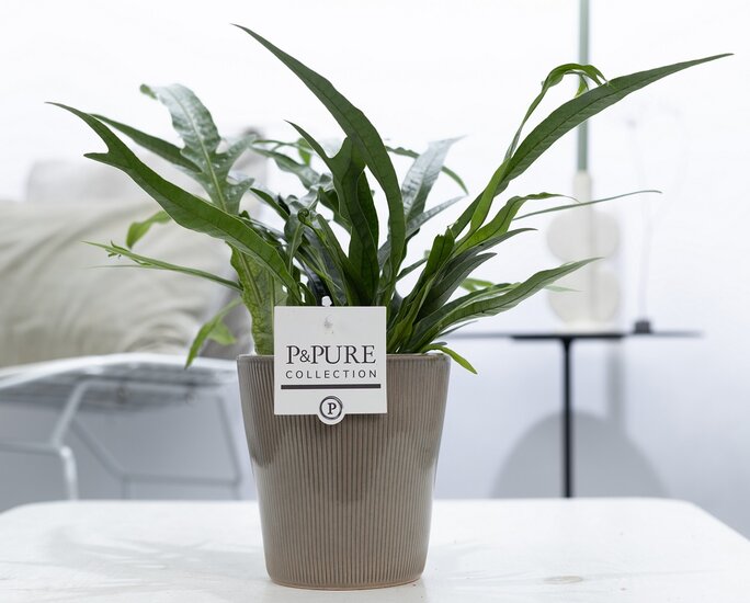 Aglaomorpha jim met P&PURE Collection bloempot Ruby groen