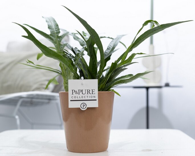 Aglaomorpha jim met P&PURE Collection bloempot Ruby terra