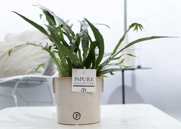 Aglaomorpha jim met P&PURE Collection bloempot Lauren