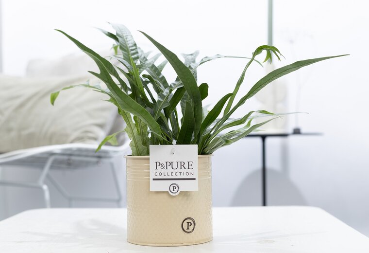 Aglaomorpha jim met P&PURE Collection bloempot Louise creme