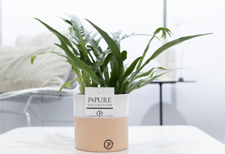 Aglaomorpha jim met P&PURE Collection bloempot Rosy