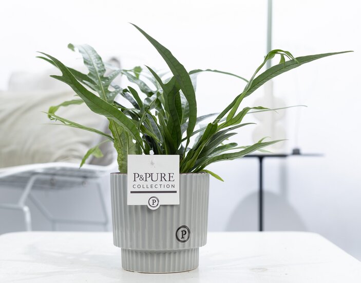Aglaomorpha jim met P&PURE Collection bloempot Ivy grijs/groen