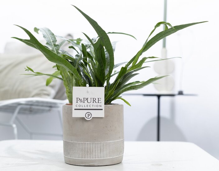 Aglaomorpha jim met P&PURE Collection bloempot Jade