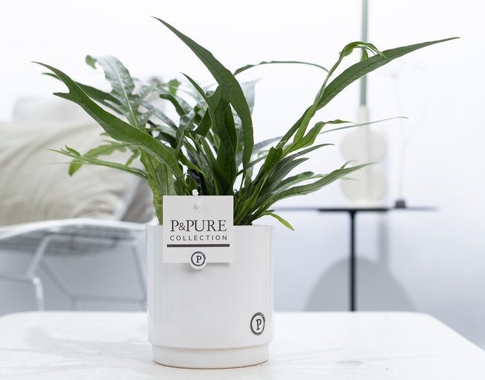 Aglaomorpha jim met P&PURE Collection bloempot Juliette wit