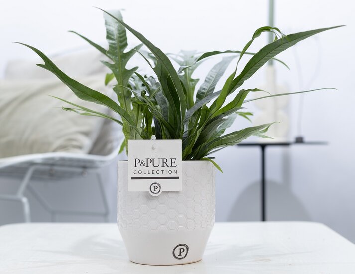 Aglaomorpha jim met P&PURE Collection bloempot Eline wit