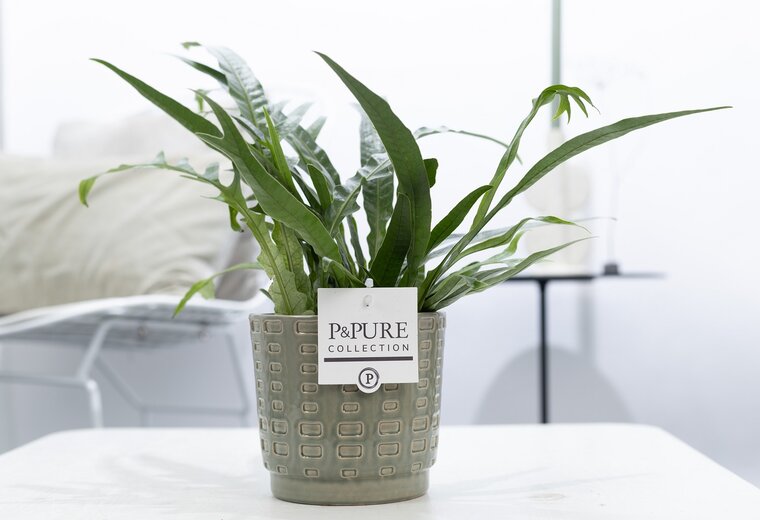 Aglaomorpha jim met P&PURE Collection bloempot Floor groen