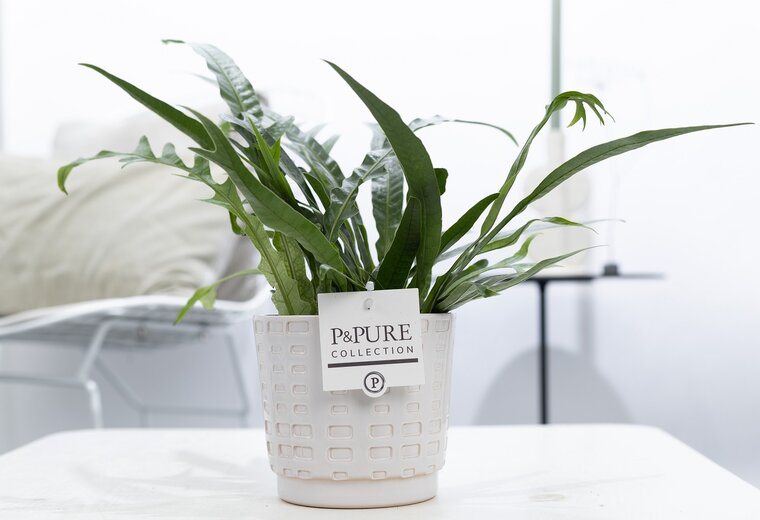 Aglaomorpha jim met P&PURE Collection bloempot Floor wit