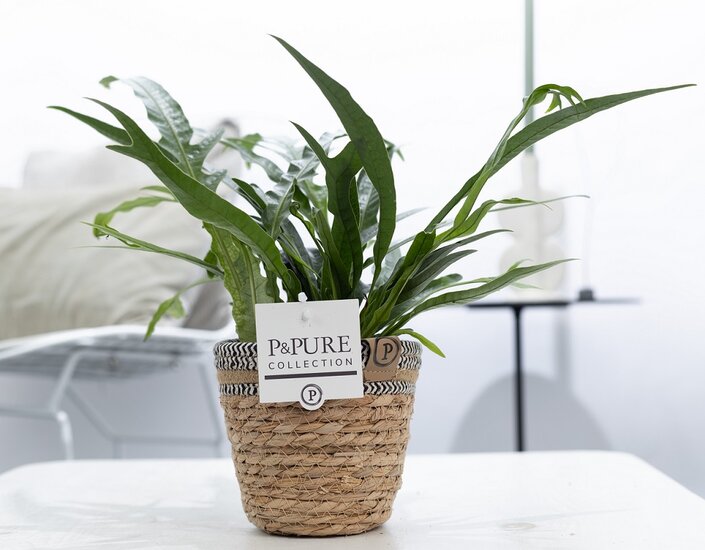 Aglaomorpha jim met P&PURE Collection bloempot Basket