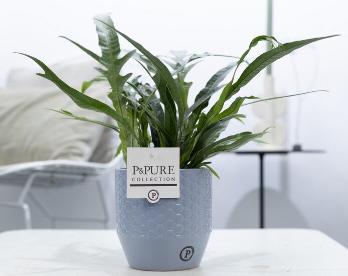 Aglaomorpha jim met P&PURE Collection bloempot Eline grijs