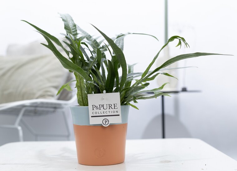 Aglaomorpha jim met P&PURE Collection bloempot Terra Cotta blauw