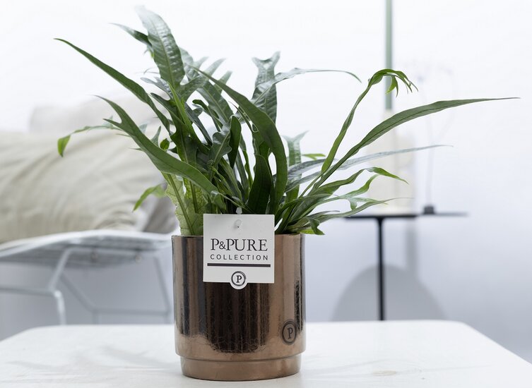 Aglaomorpha jim met P&PURE Collection bloempot Juliette goudbrons