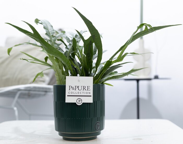 Aglaomorpha jim met P&PURE Collection bloempot Tess groen