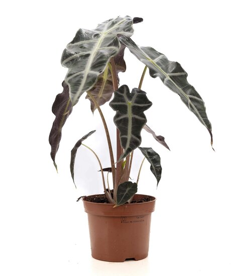 Alocasia Cucullata